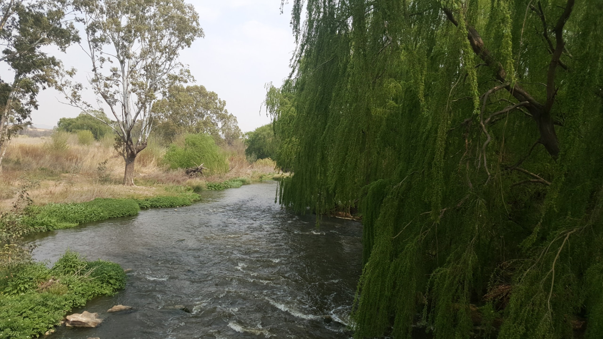 Vaal River rapids flowing past weeping willows
