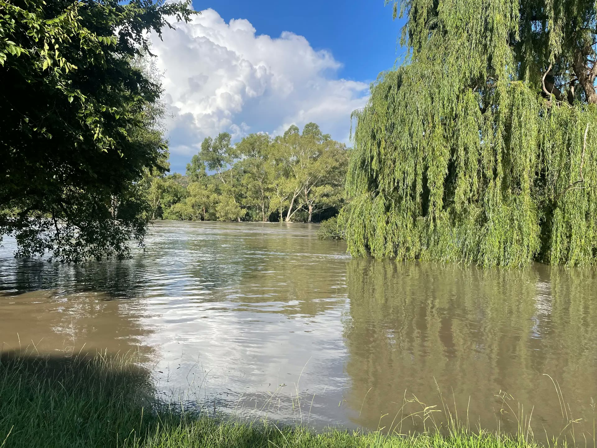 High summer water on the Vaal River beneath willows